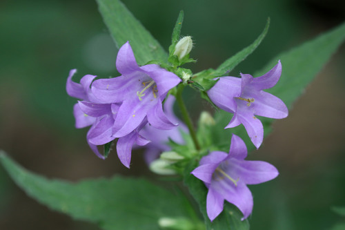 Campanula trachelium L.