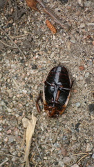 Dytiscus verticalis