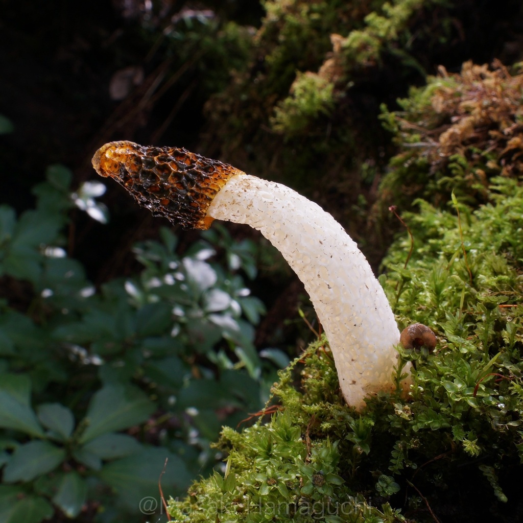 Phallus tenuis
