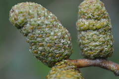 Alnus