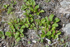 Salix reticulata