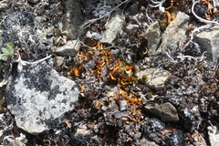 Solorina crocea