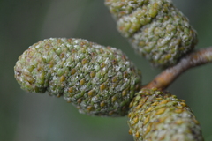 Alnus