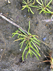 Lilaeopsis occidentalis