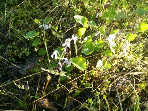 Viola mauritii