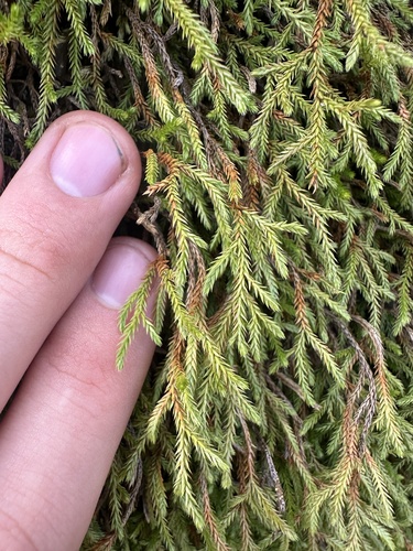 Image of Selaginella oregana by (c) Kieran Hanrahan, some rights reserved (CC BY)