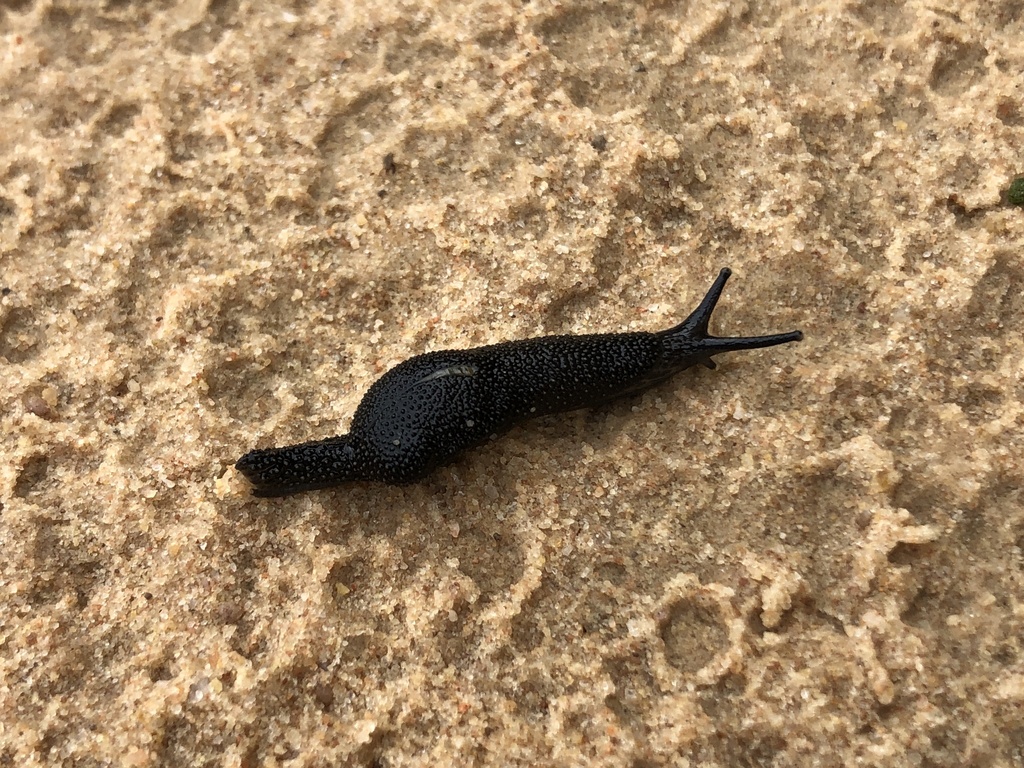 Cambodiparmarion bekchievi