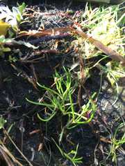 Lilaeopsis occidentalis