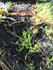 Lilaeopsis occidentalis