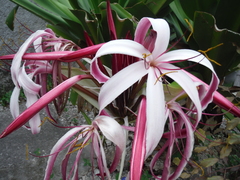 Crinum × amabile