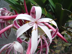 Crinum × amabile