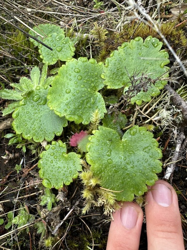 Image of Saxifraga mertensiana by (c) Kieran Hanrahan, some rights reserved (CC BY)