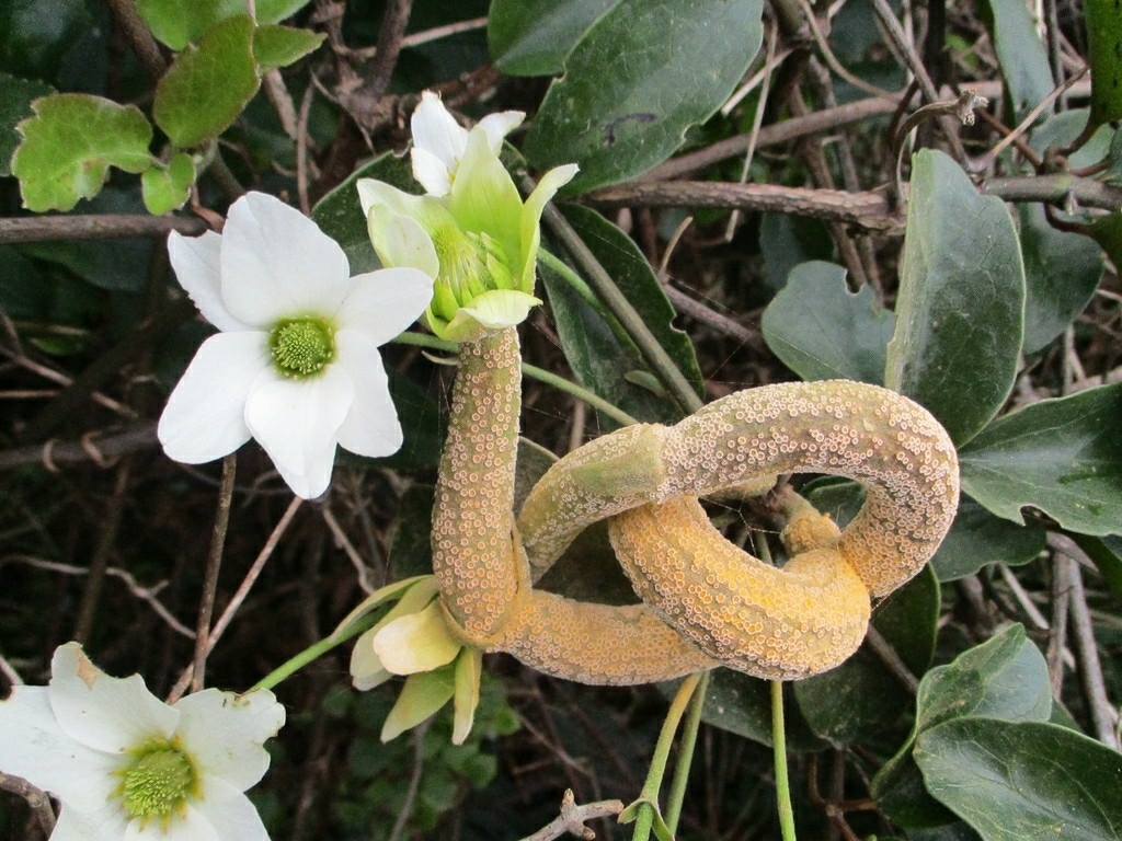 Puccinia otagensis