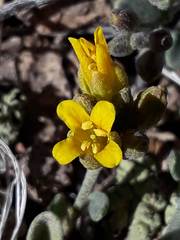 Physaria kingii