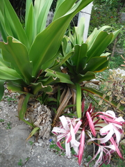 Crinum × amabile