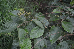 Alnus