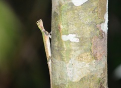 Draco melanopogon