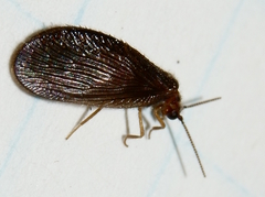 Sisyra nigra