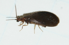 Sisyra nigra