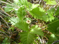 Rubus pubescens