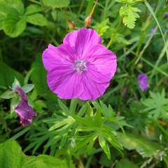 Geranium sanguineum