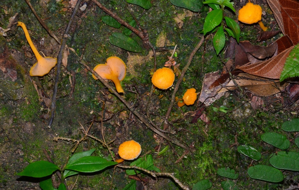 Craterellus polymorphus