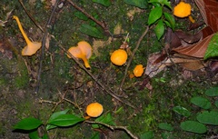 Pterygellus polymorphus