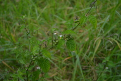 Solanum