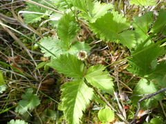 Rubus pubescens