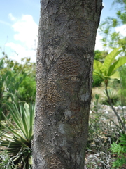 Pouteria campechiana