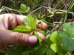 Rubus pubescens