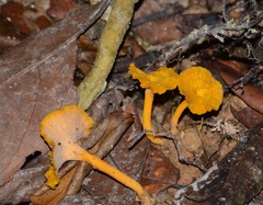 Pterygellus polymorphus