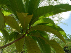 Pouteria campechiana