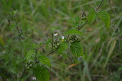 Solanum