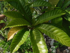 Pouteria campechiana