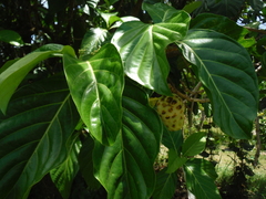 Morinda citrifolia