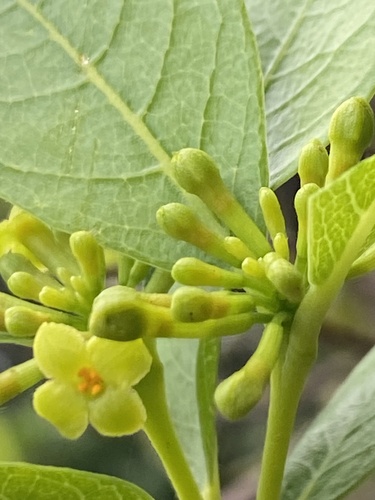 Wikstroemia oahuensis observed 2024-07-10