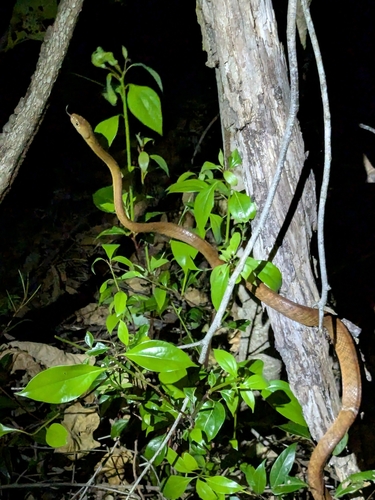 Brown Tree Snake sighting