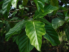 Morinda citrifolia