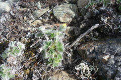 Potentilla villosa