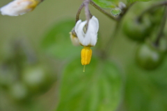 Solanum