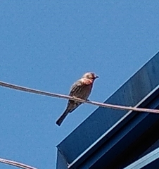 Haemorhous mexicanus