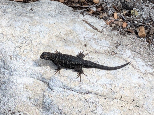 iNaturalist observation photo of Western Fence Lizard