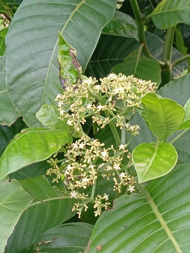 Psychotria limonensis, 2024-05-03
