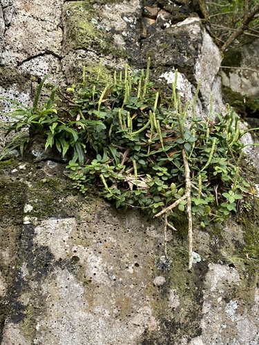Peperomia observed 2024-08-08