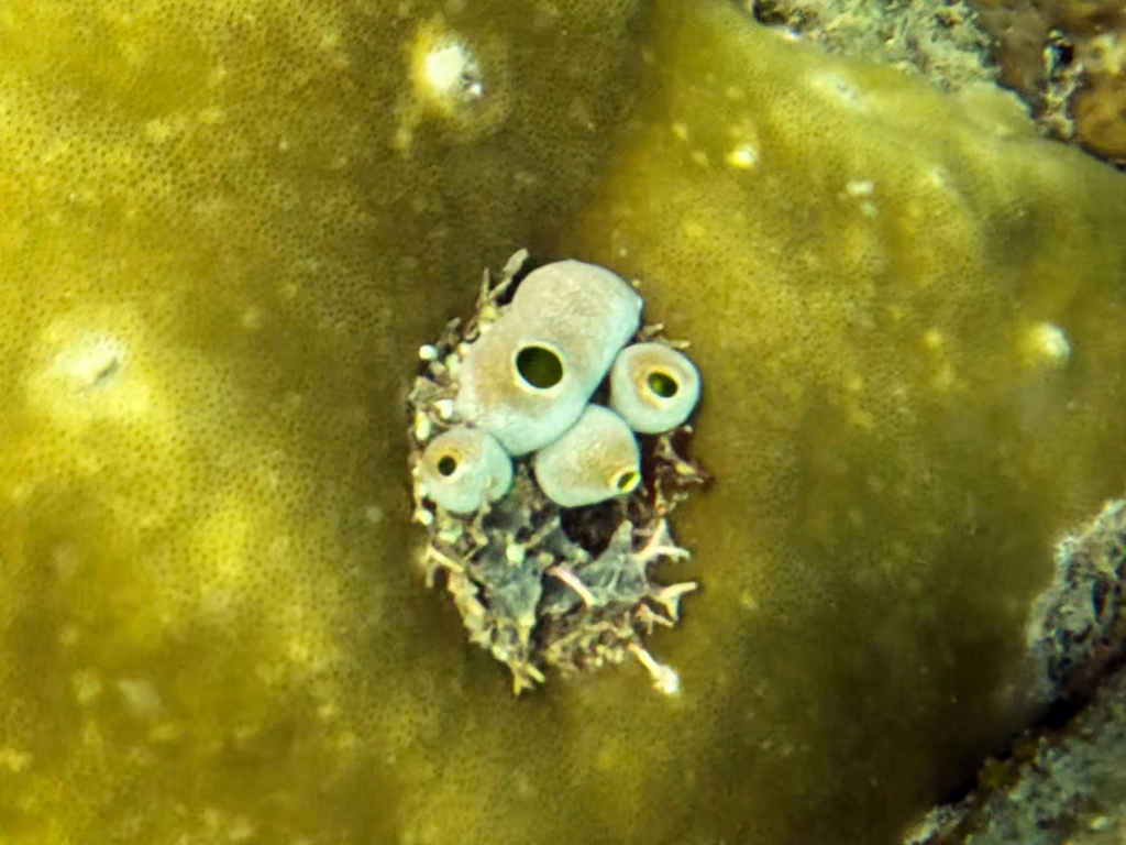 Green Barrel Sea Squirt