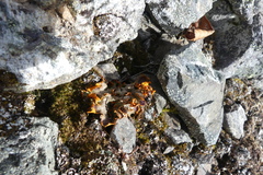 Solorina crocea