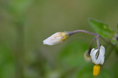 Solanum