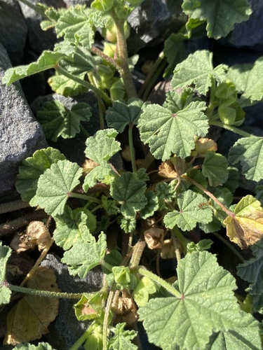 Malva parviflora observed 2024-07-09