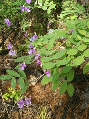 Lathyrus humilis